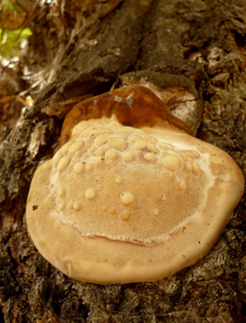  An aberrant fruiting morphology on an oak stem in Basildon, Essex.